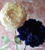 Peonie 2 steli